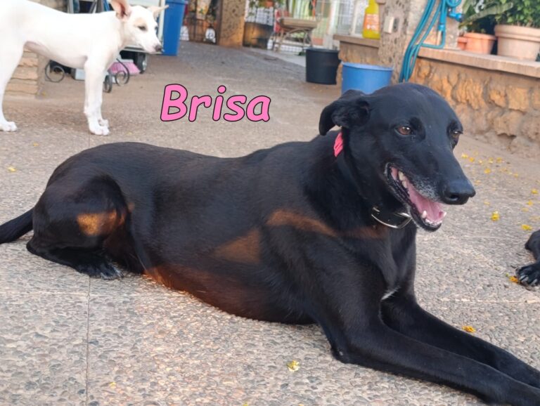 Brisa