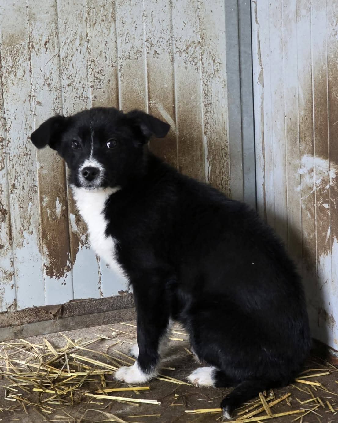 Moritz - Profi gesucht