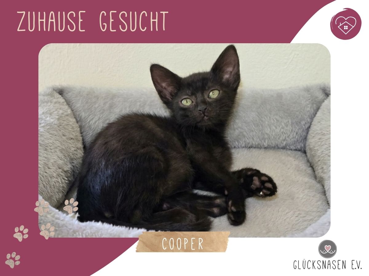Cooper sucht seine Familie