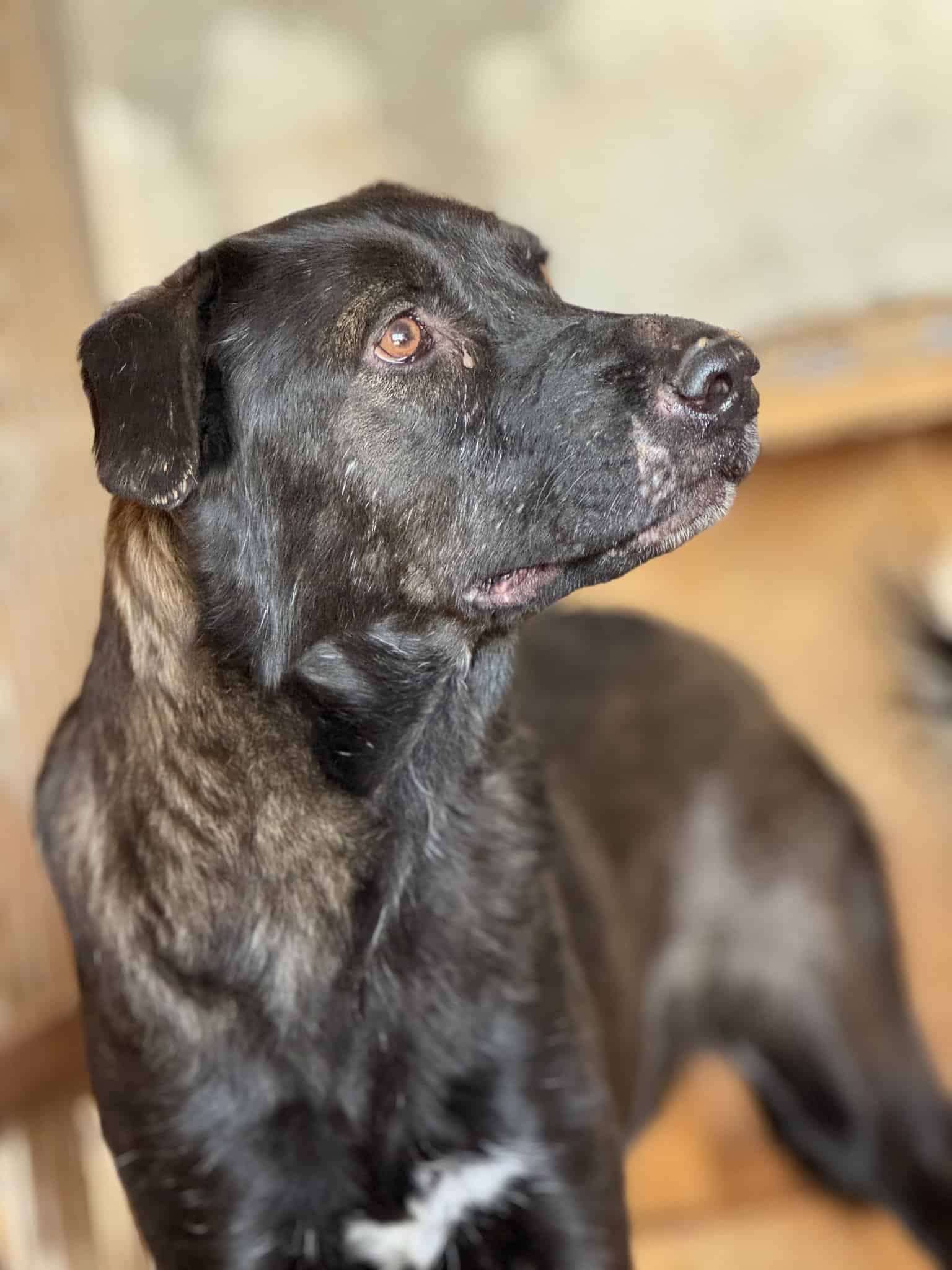 Nigel