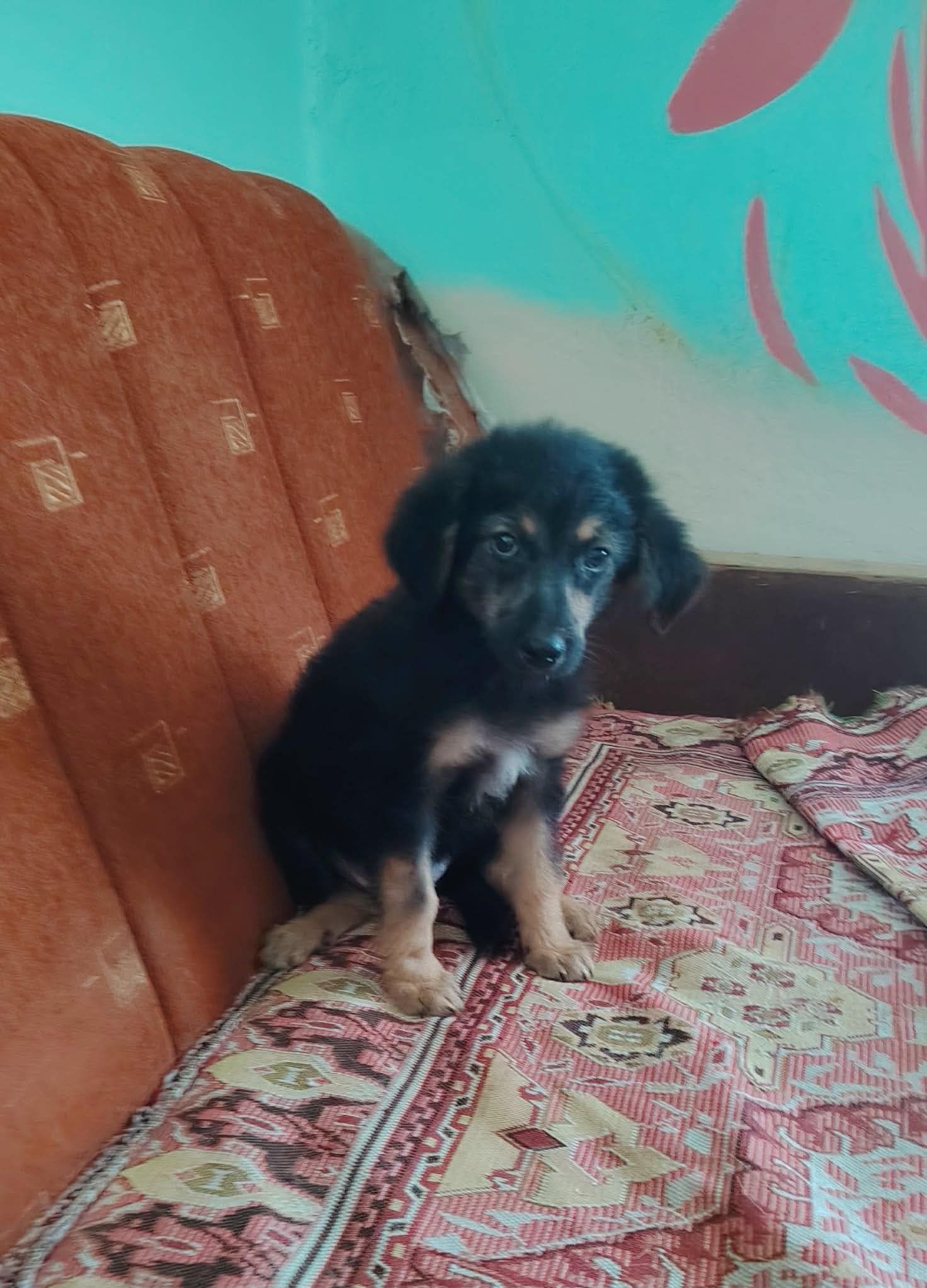Yoda