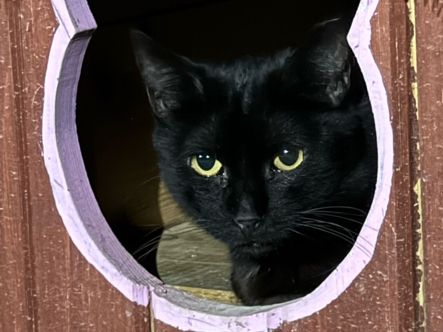 🆘NOTFALL - Liebe Cleopatra🆘