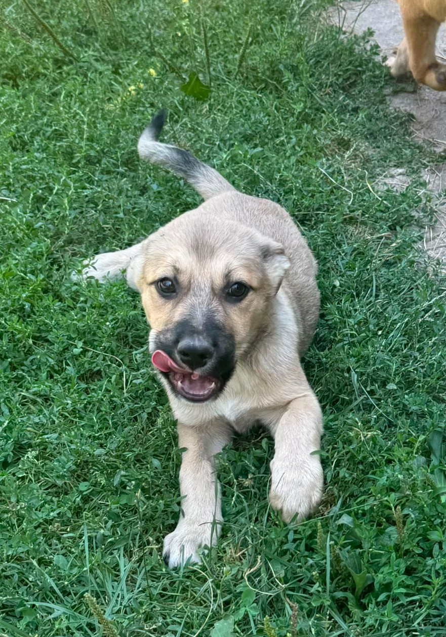 Greta