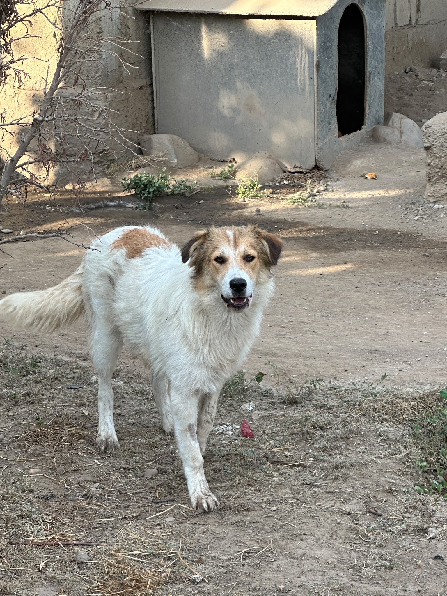 Nika E🐾🐕