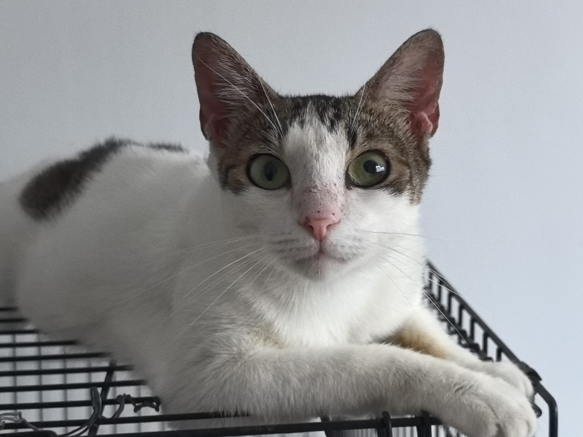 ✨🐾Traumkatze Gloria🐾✨