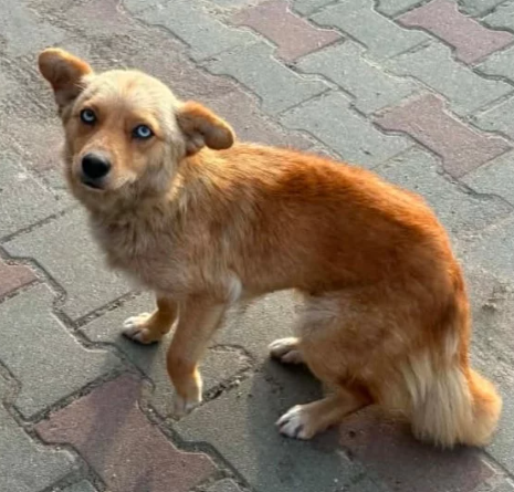 bildhübsche NALA