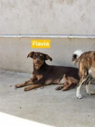 Flavia