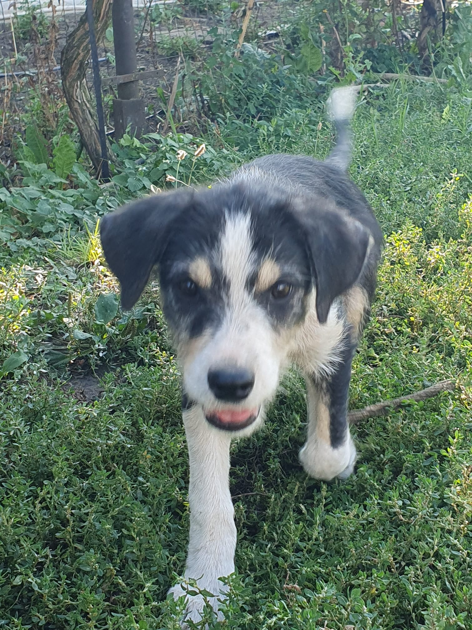 Mia 🐕