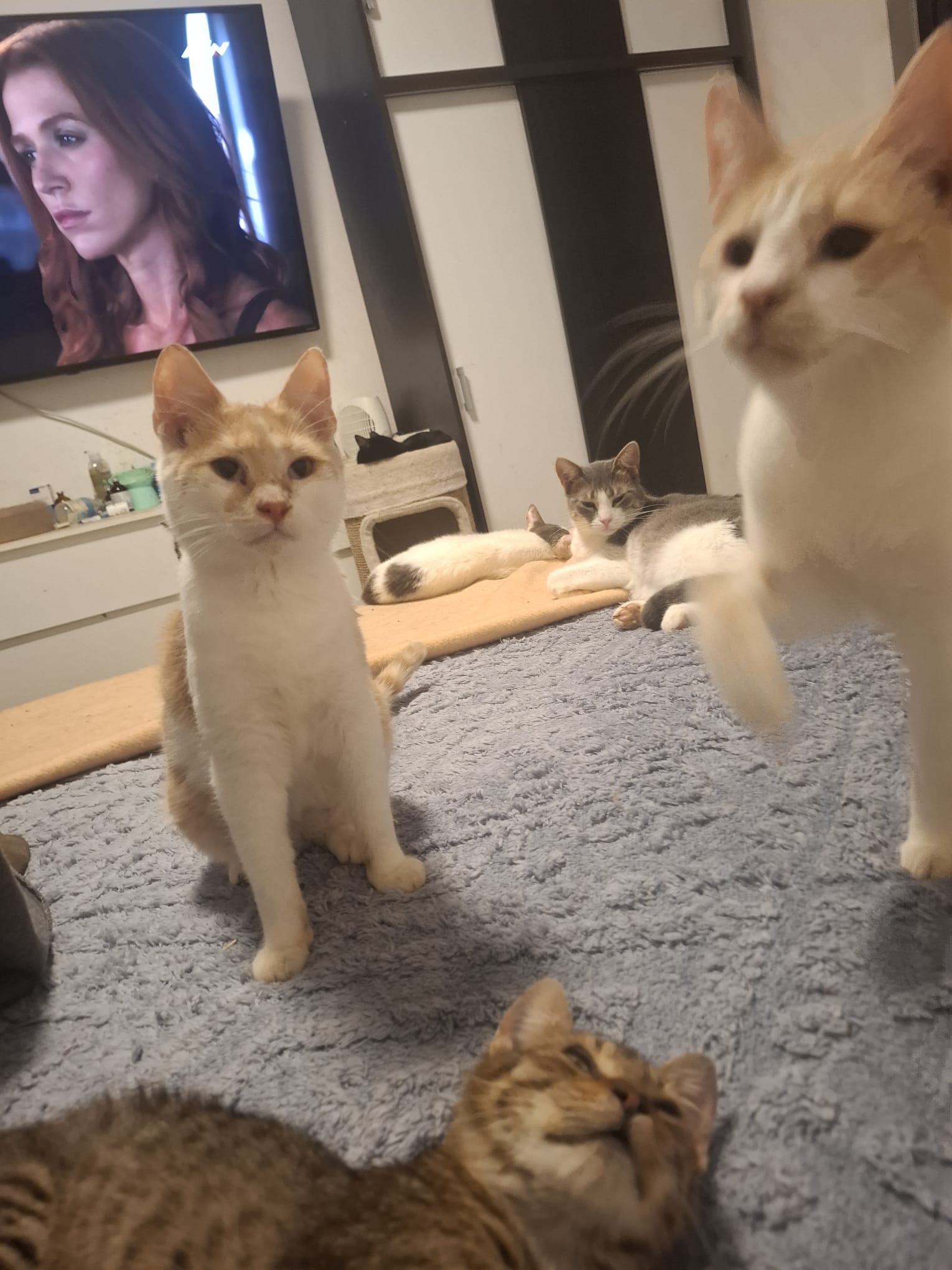 Kenzo 🐾🐈