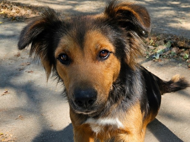 Elvis - Gute Laune Hund