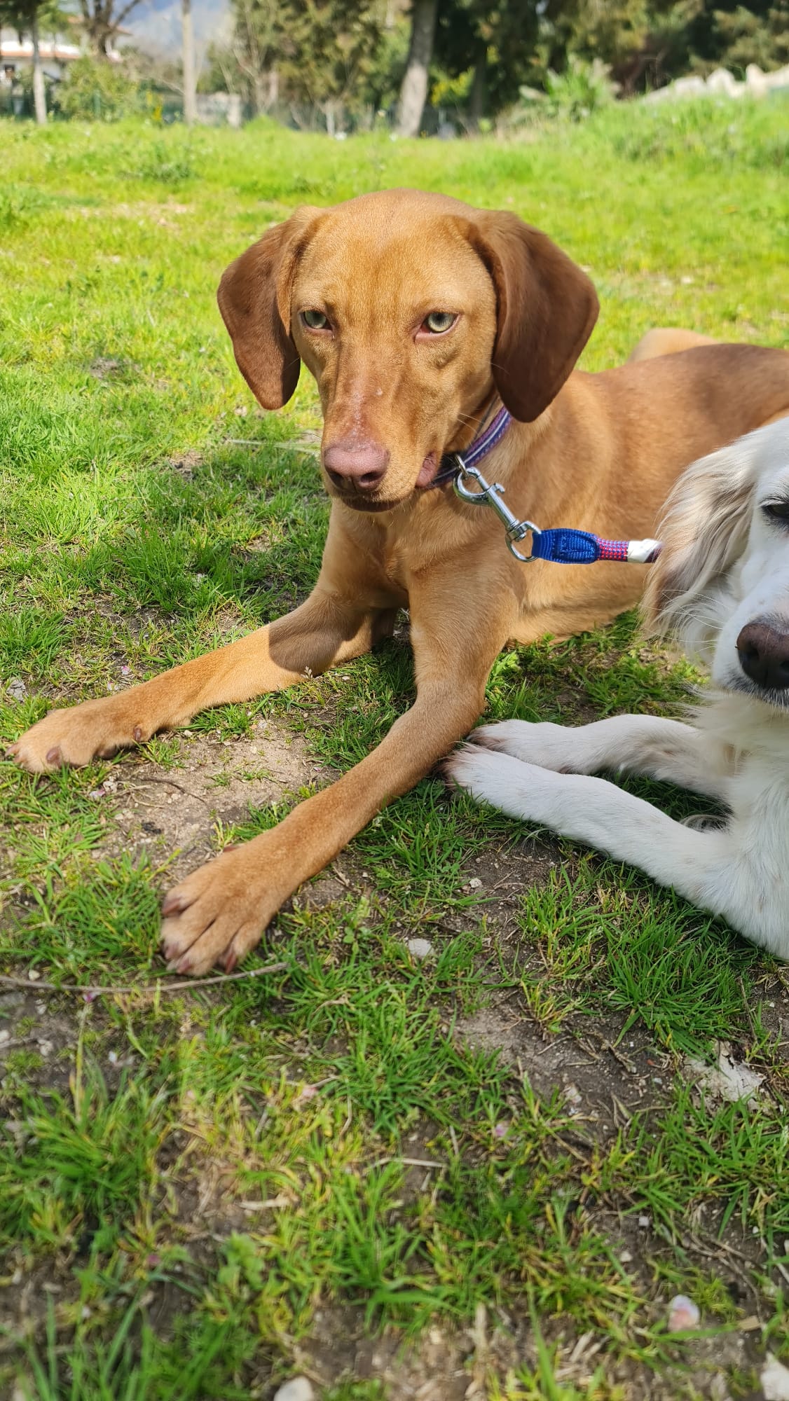 Missy