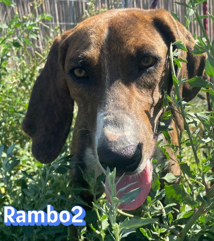Rambo 2