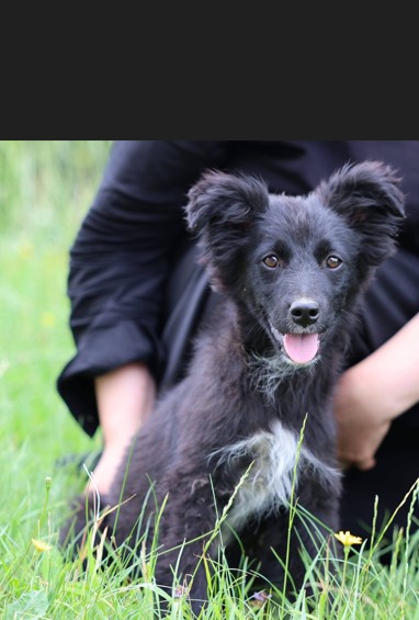 🌼Welpenmädchen Nisha🌼