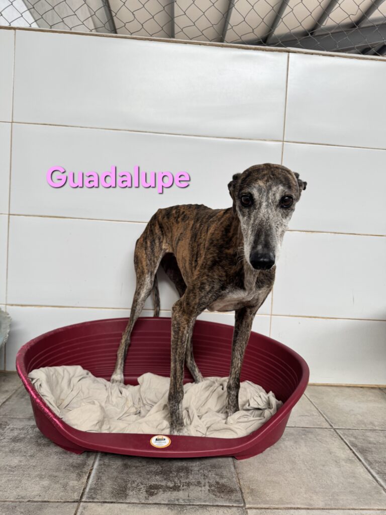 Guadalupe