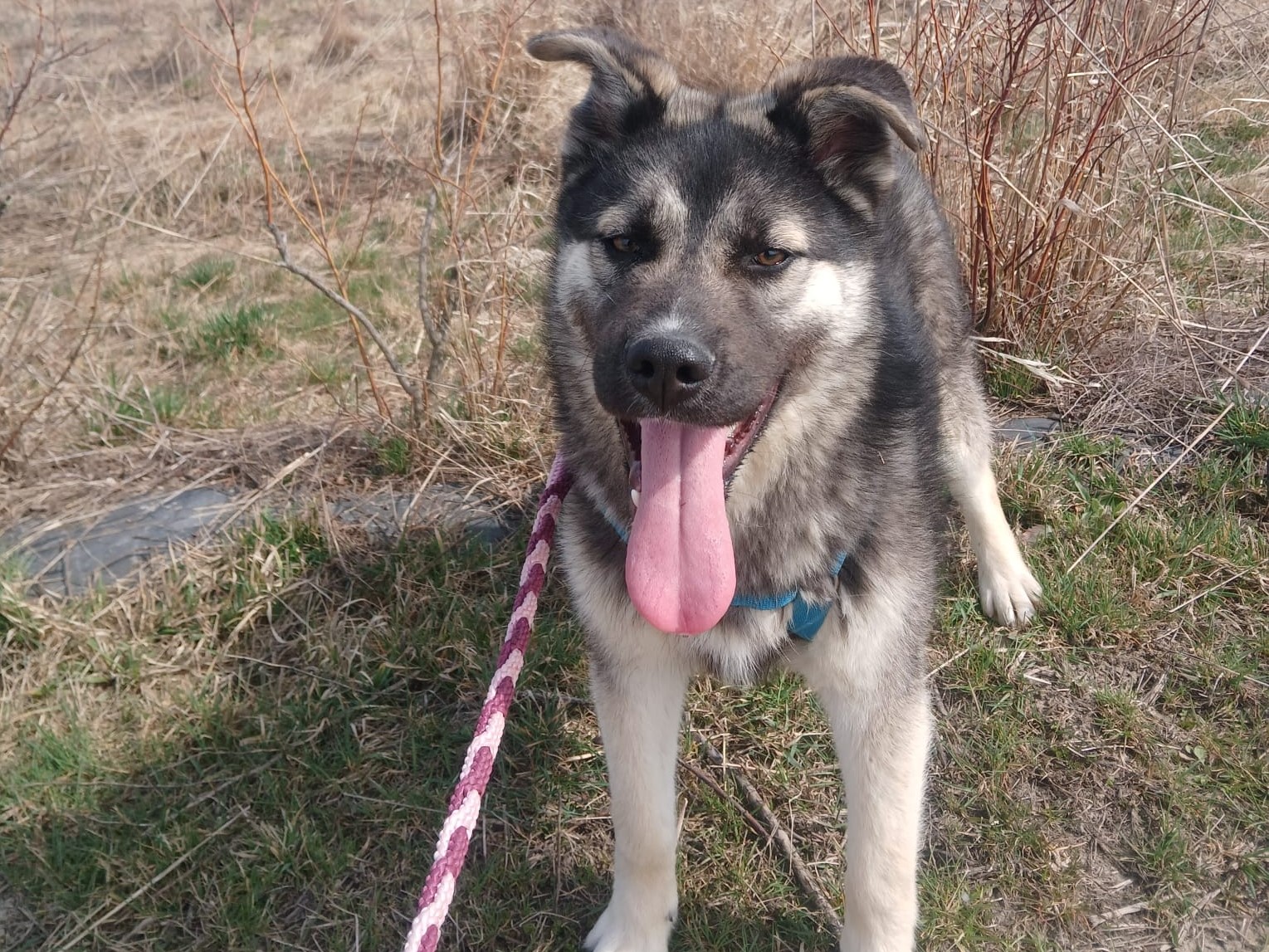 💚 Fröhlicher Junghund Jake 💚