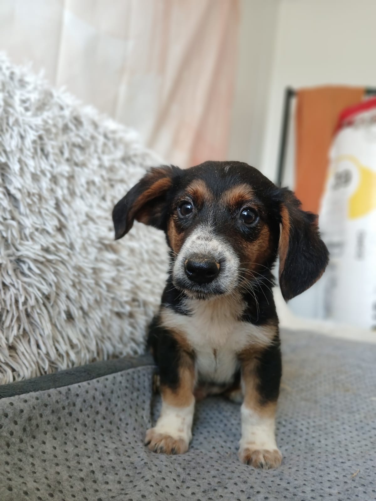 ⭐ Entdecker-Welpe Ice 🐶
