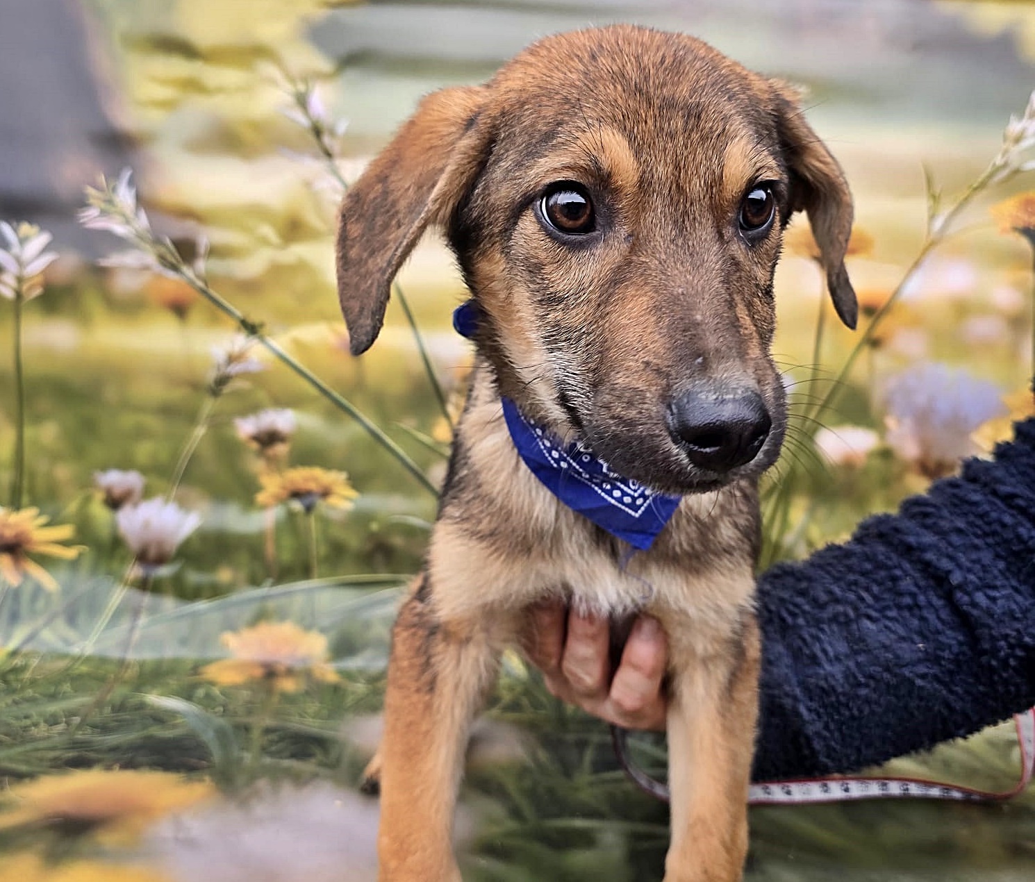 Boomer sucht das Abenteuer