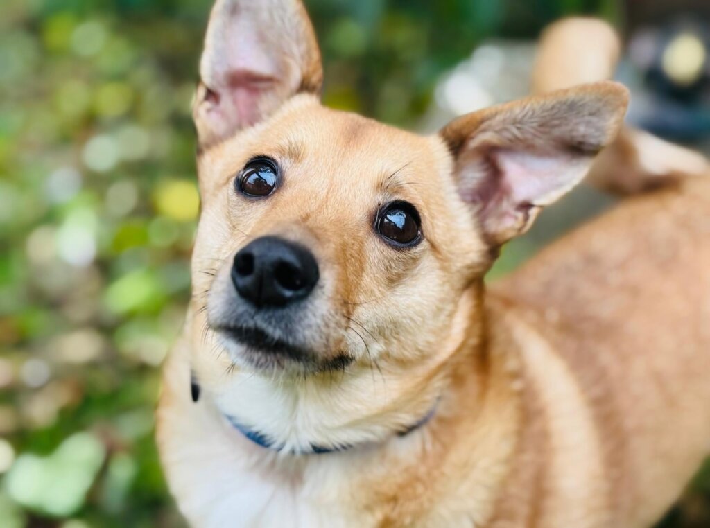 Zuko