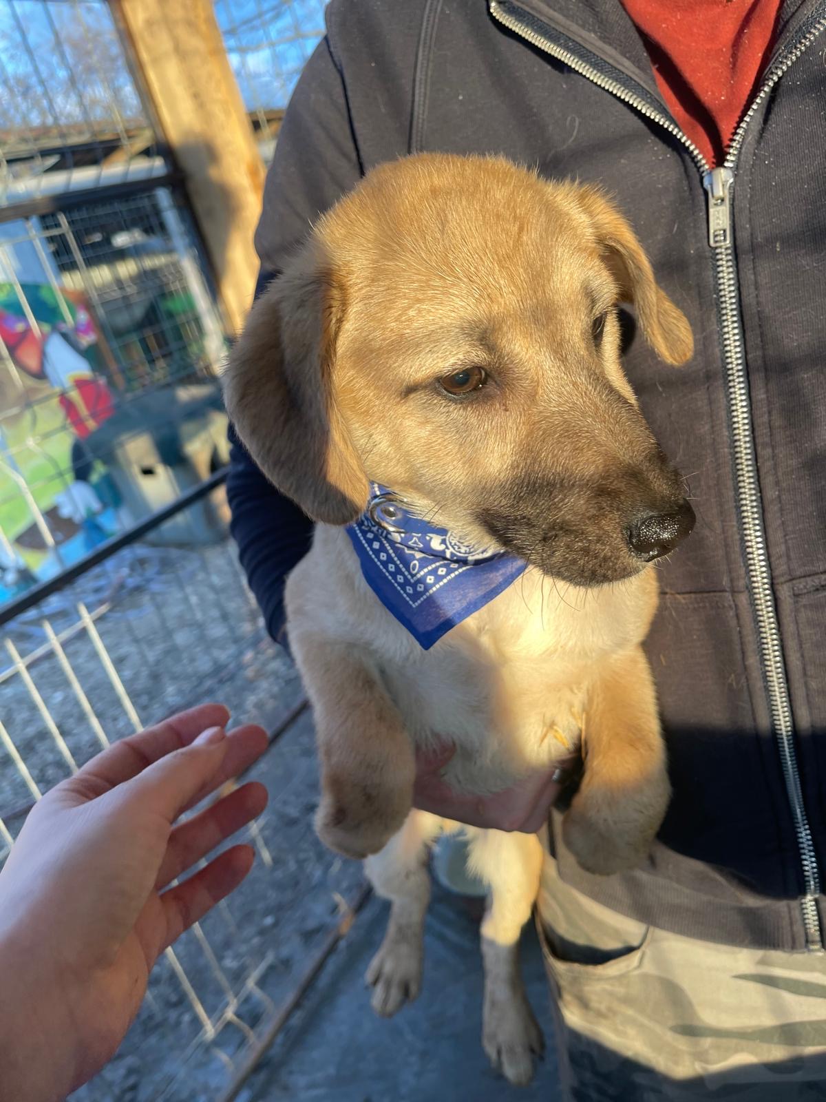 Satie sucht ein Zuhause