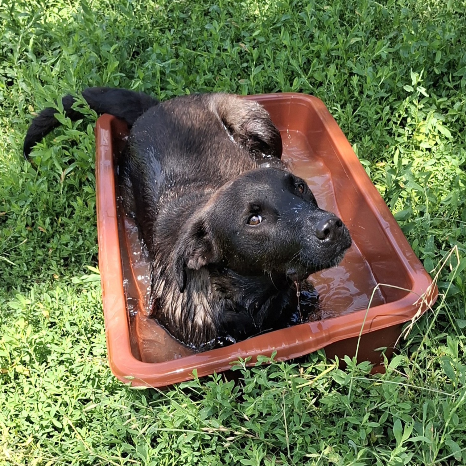 Darcy VORVERMITTELT