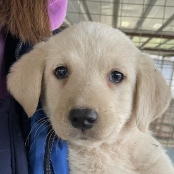 Gracie