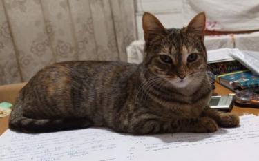Isabel
