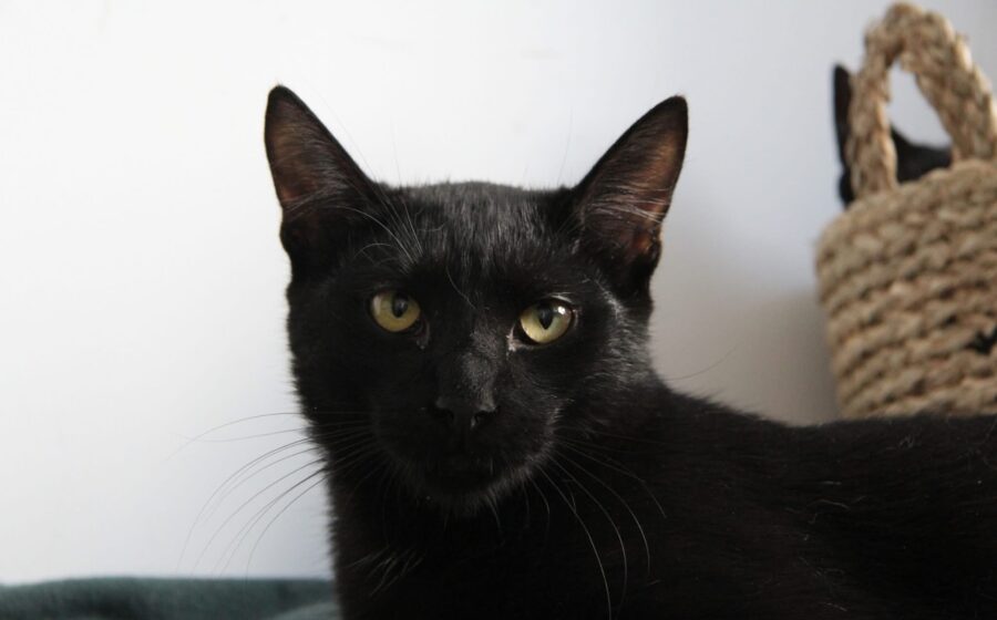 Panther