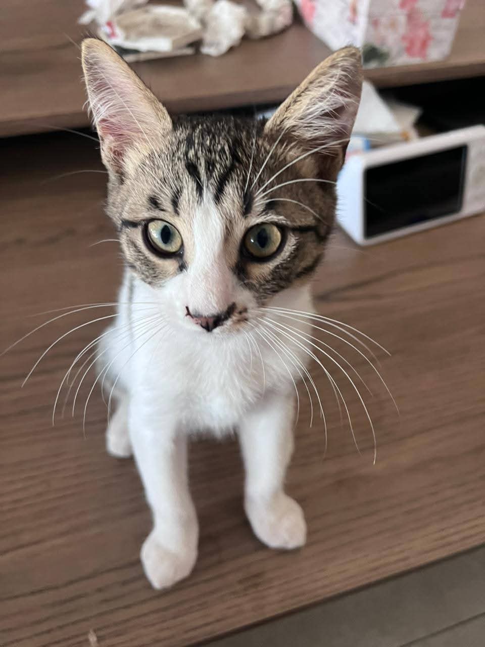 Romi