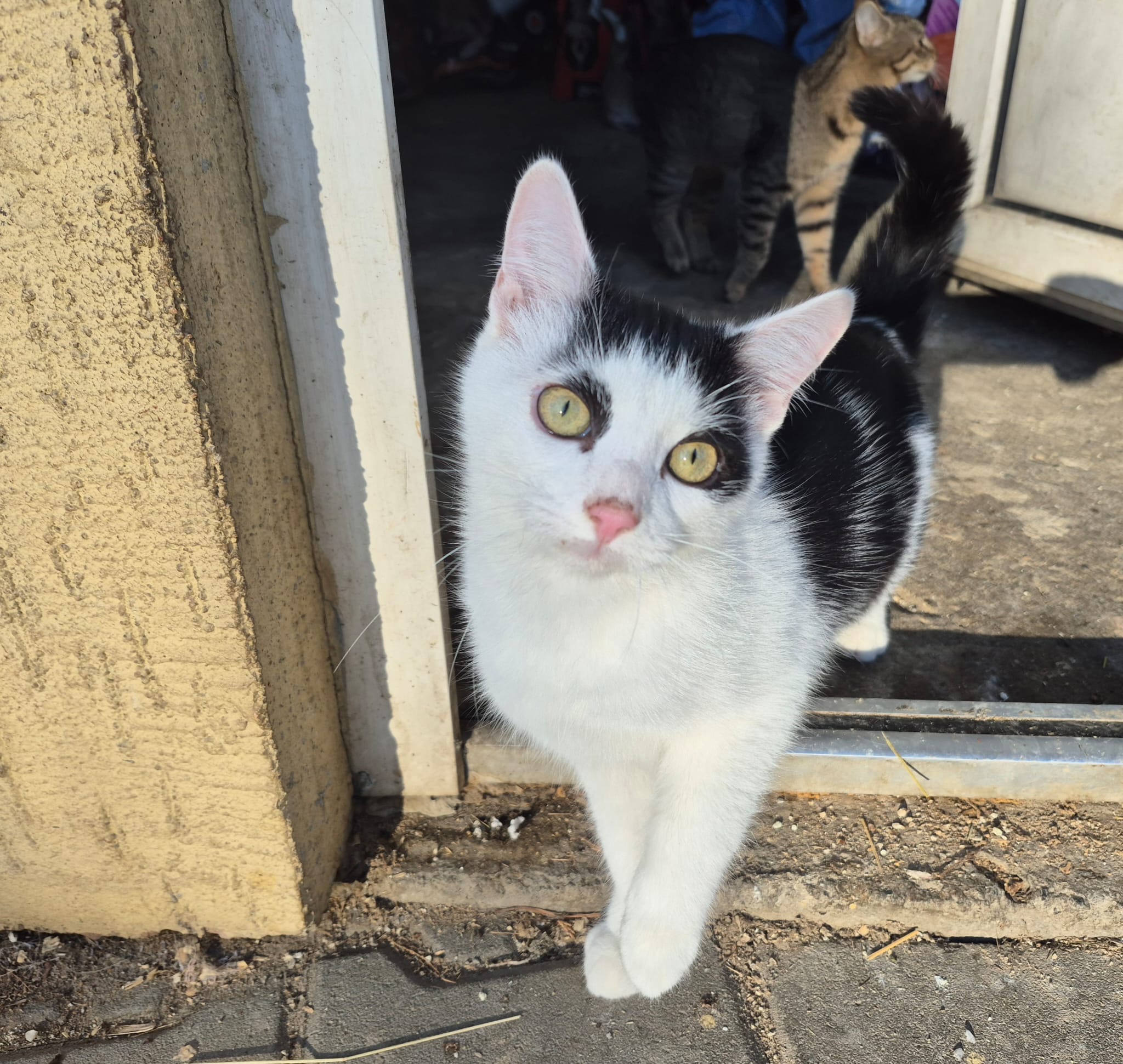 Mingi 🐾🐈