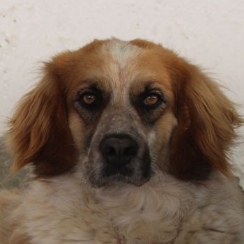 Ceterina-Rina