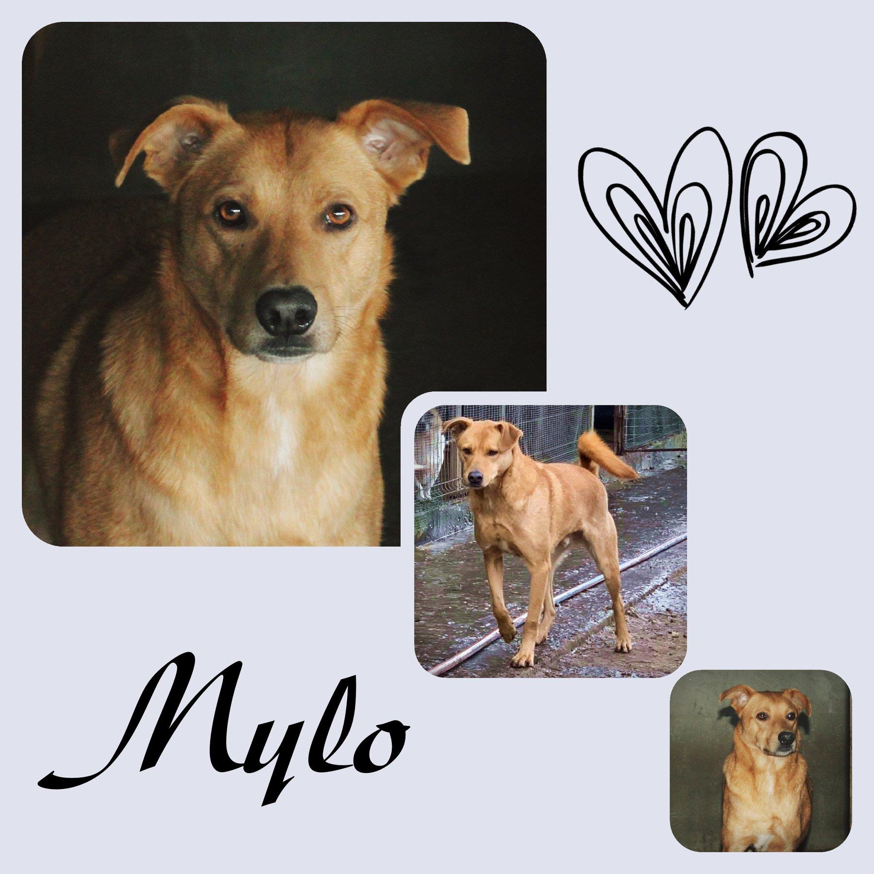 Mylo