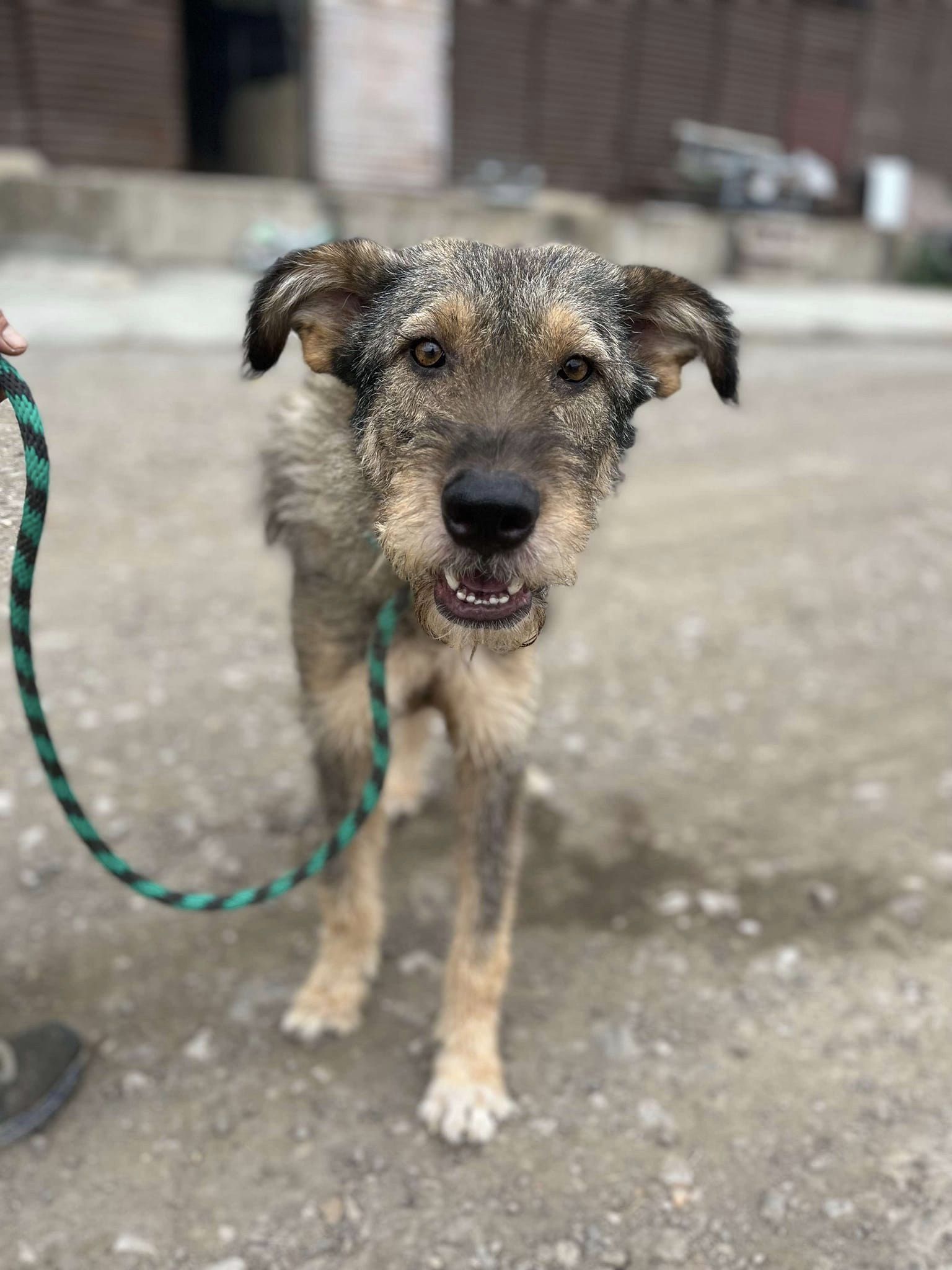 Benji, freundlich und sozial