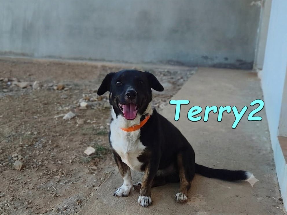 Terry2