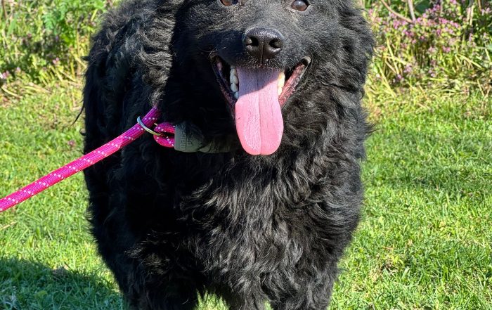 zweite Chance für Brik