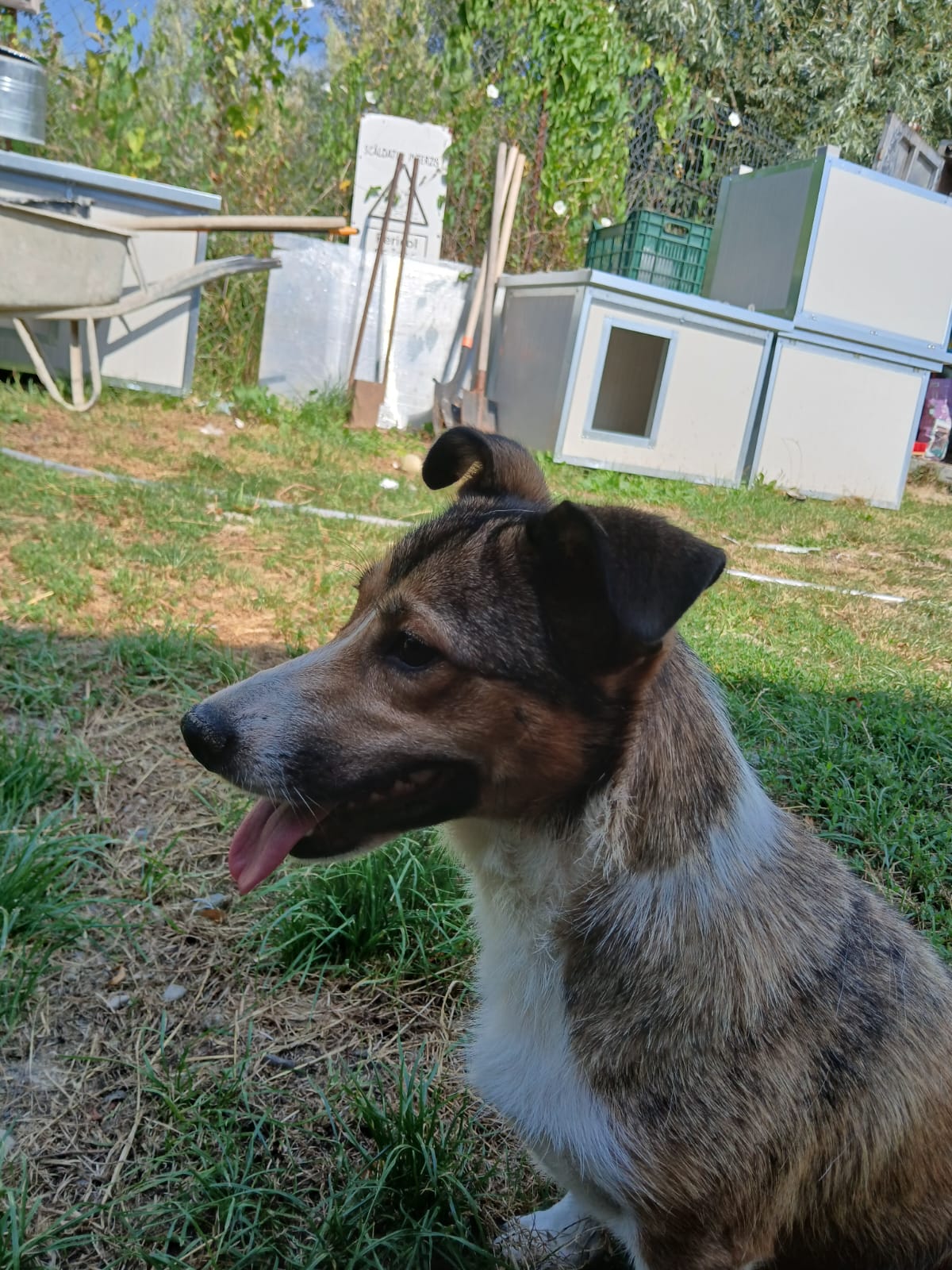 🌸 Liebe Suri sucht dich 🐾