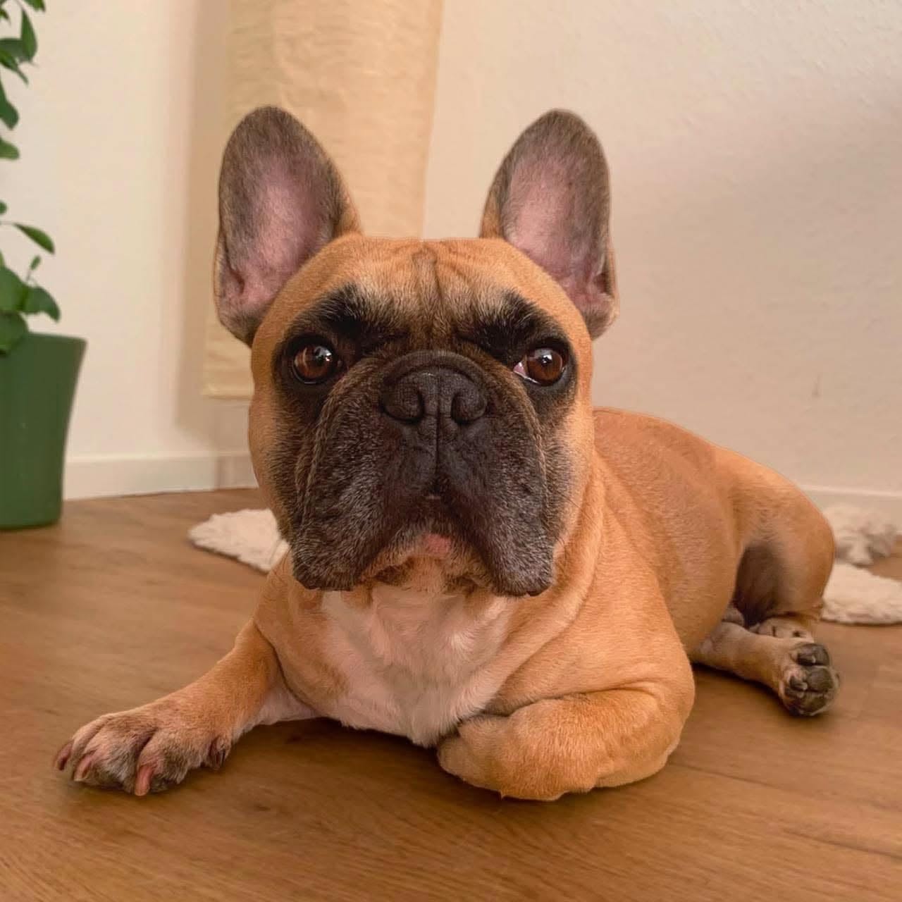 Specki🐾wartet in 60388