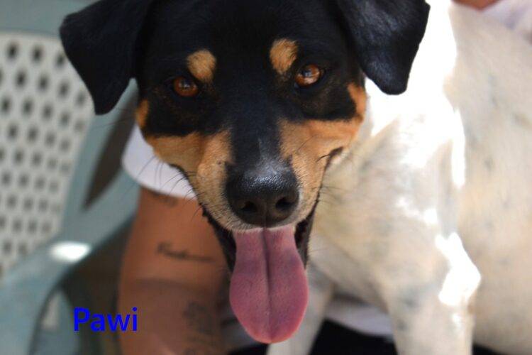 Pawi