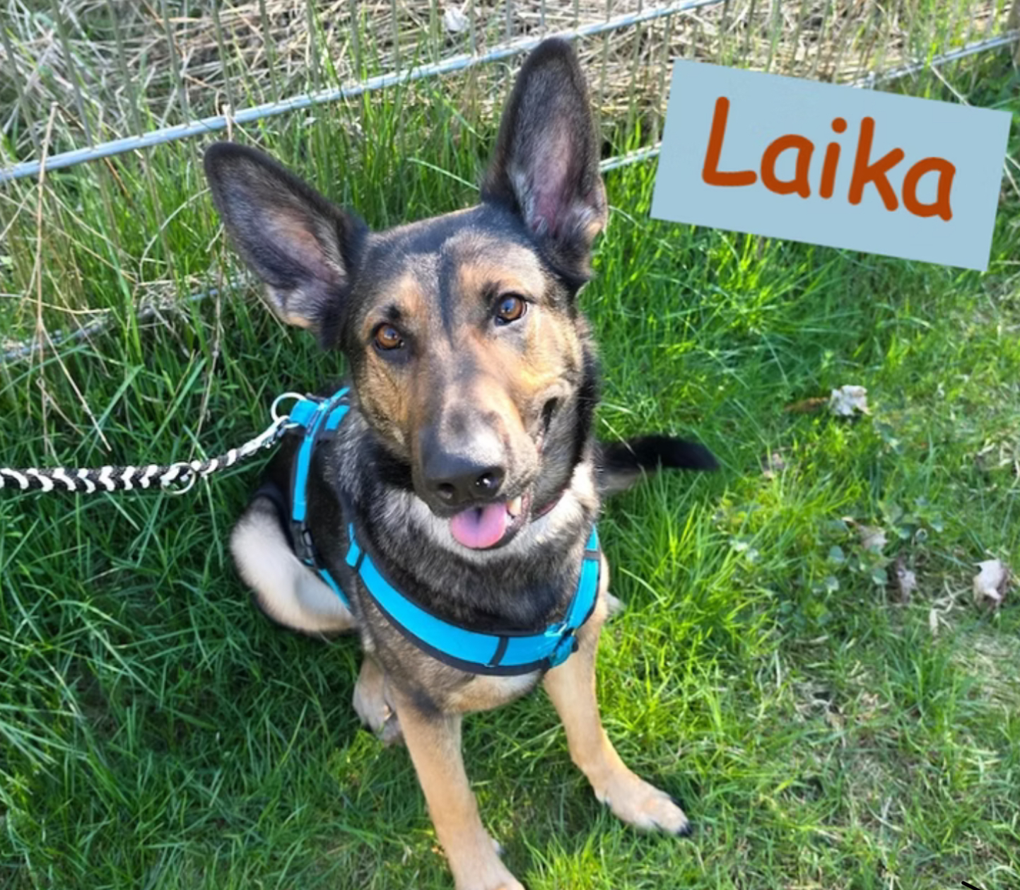Laika