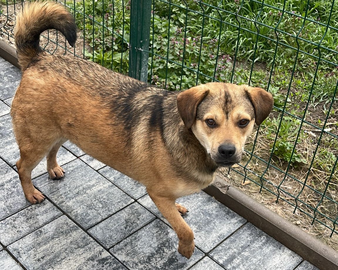 Artus💕freundlicher Rüde