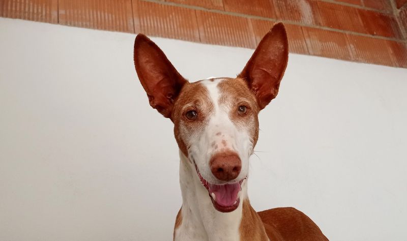 Violeta
