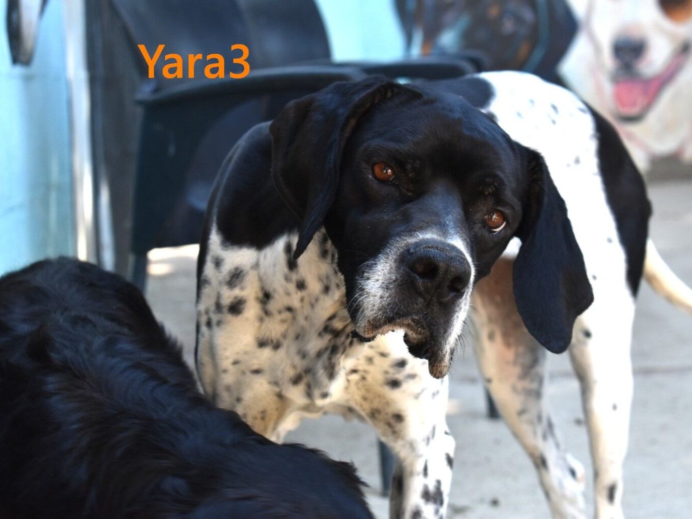 Yara3