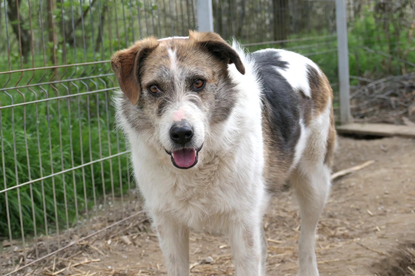 Liebenswerter LEO