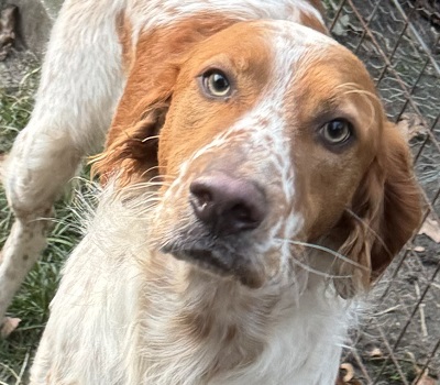 Pet schon in DE - 41334