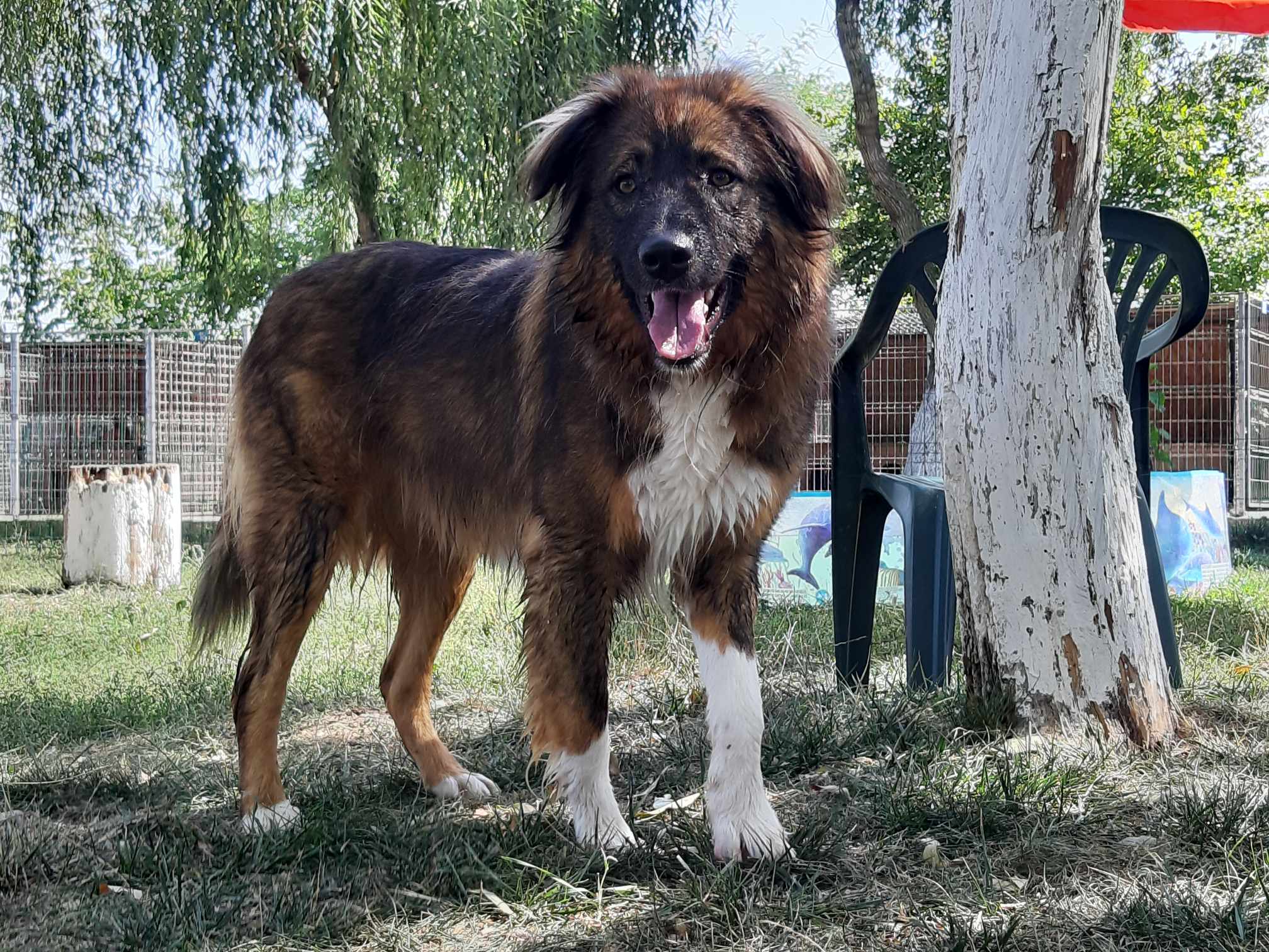 Koda