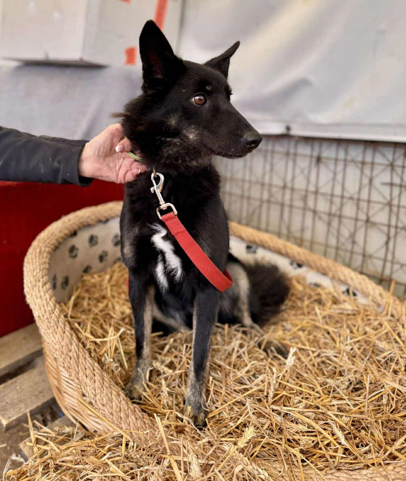 Maria, Schäferhundmixhündin