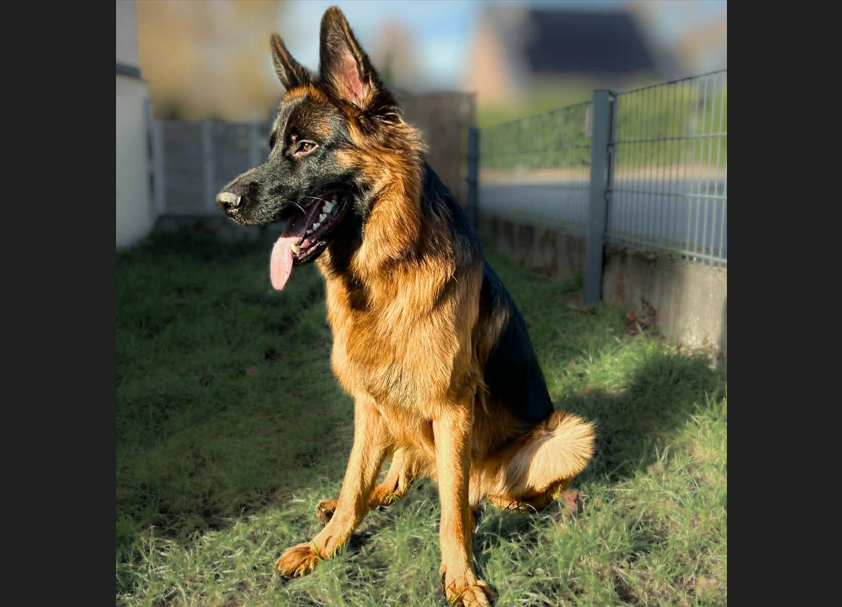 Rex🐾wartet in 33649