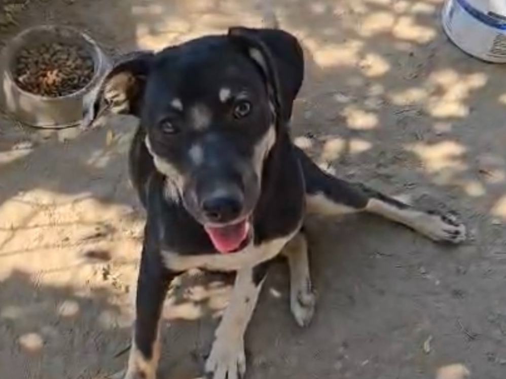 Silias 🐾🐕