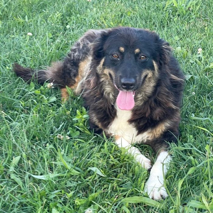 Nala