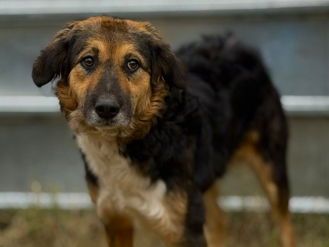 🆘Vergessener Schatz Niko🆘