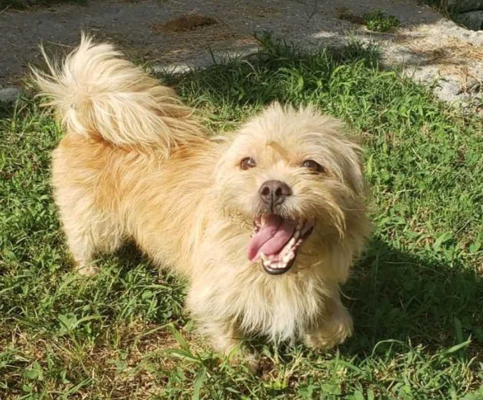 ALFONSO